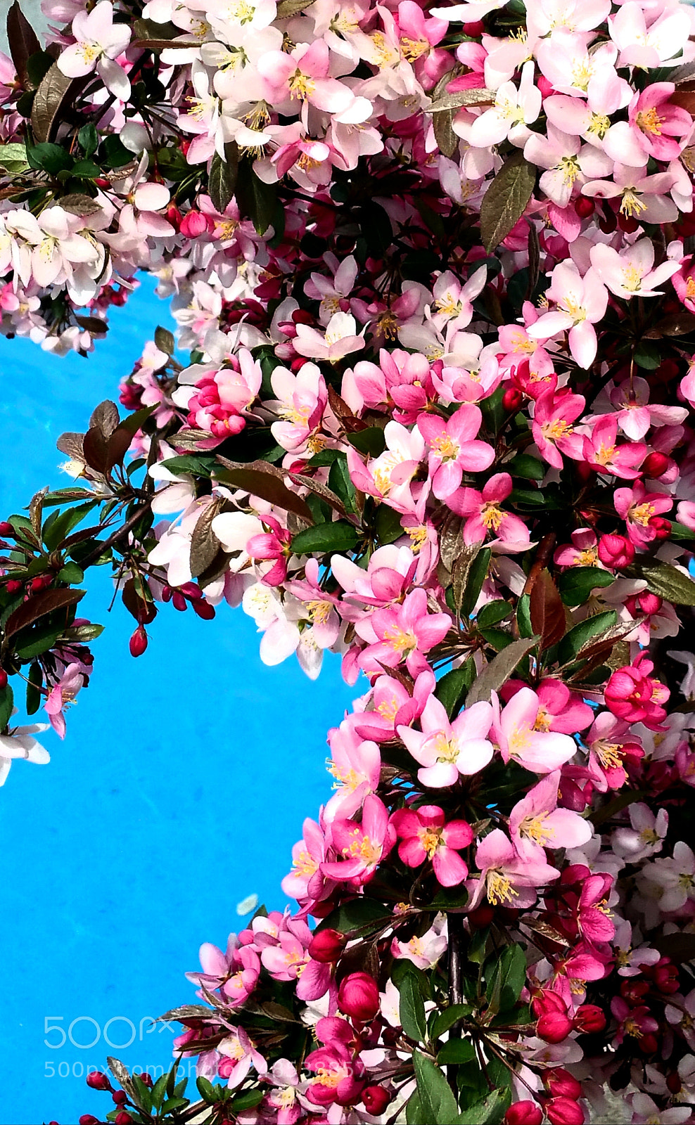 Samsung Galaxy Note4 sample photo. Pretty little pink blossoms photography