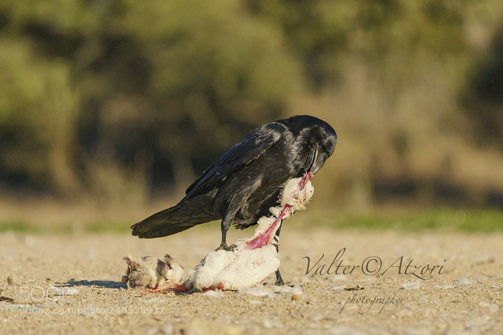 Sony a9 sample photo. Imperial crow photography