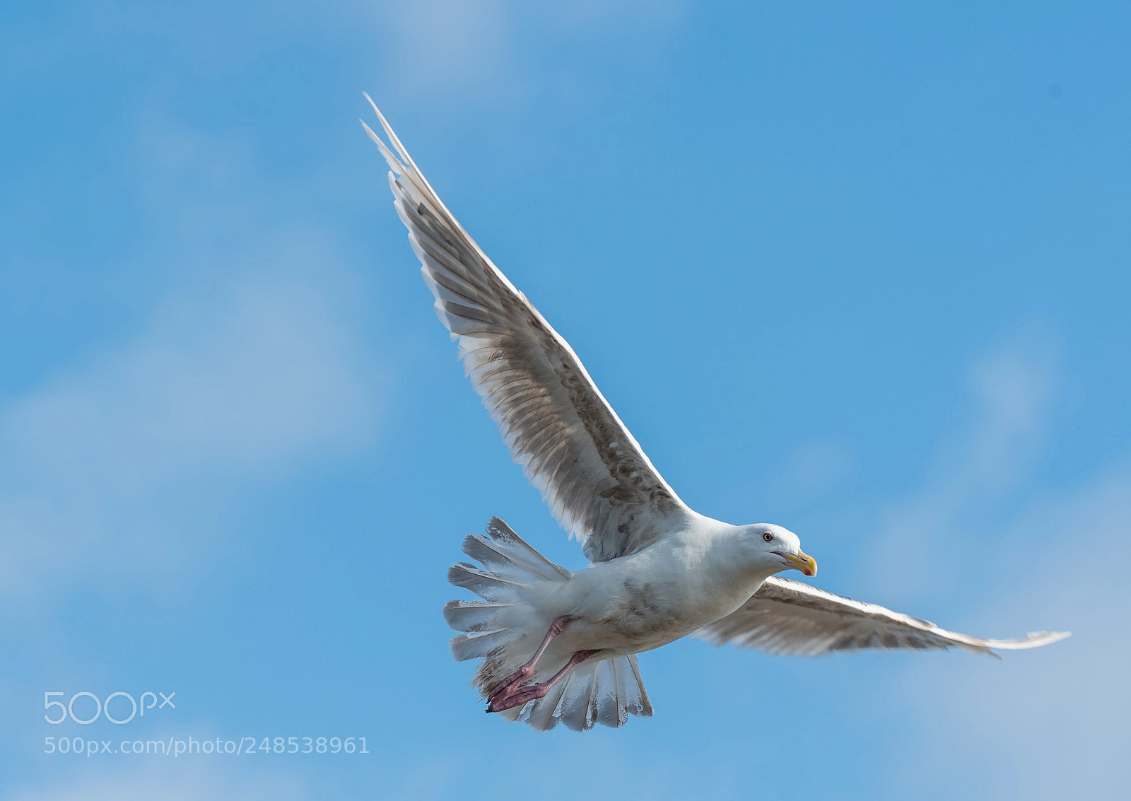 Nikon D810 sample photo. Send me an angel photography