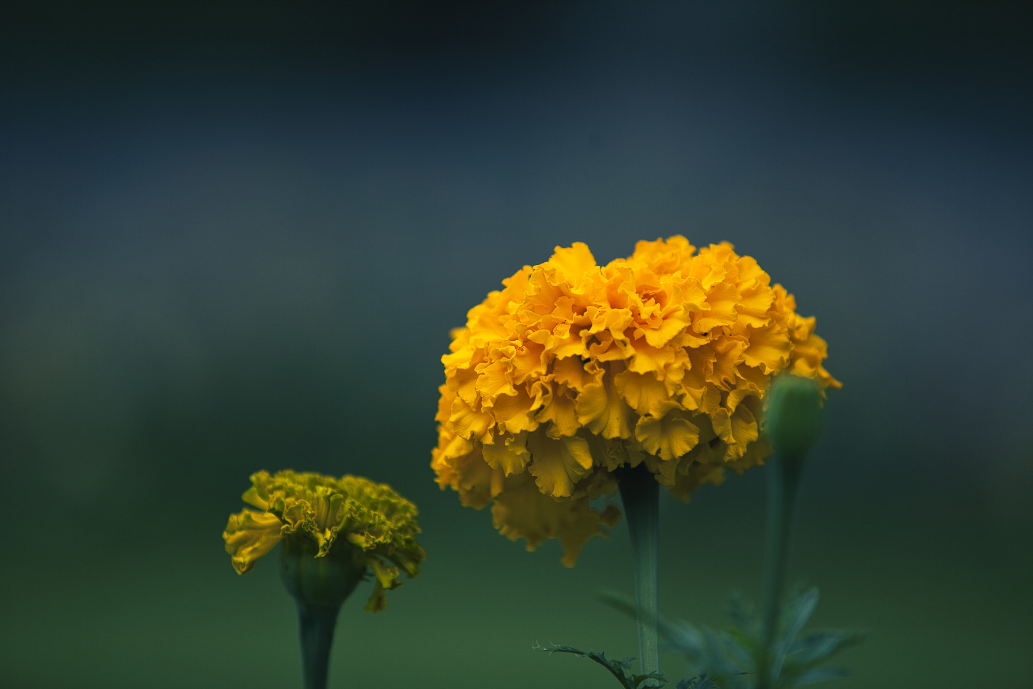 Canon EF 70-200mm F2.8L USM sample photo. Flower_1 photography