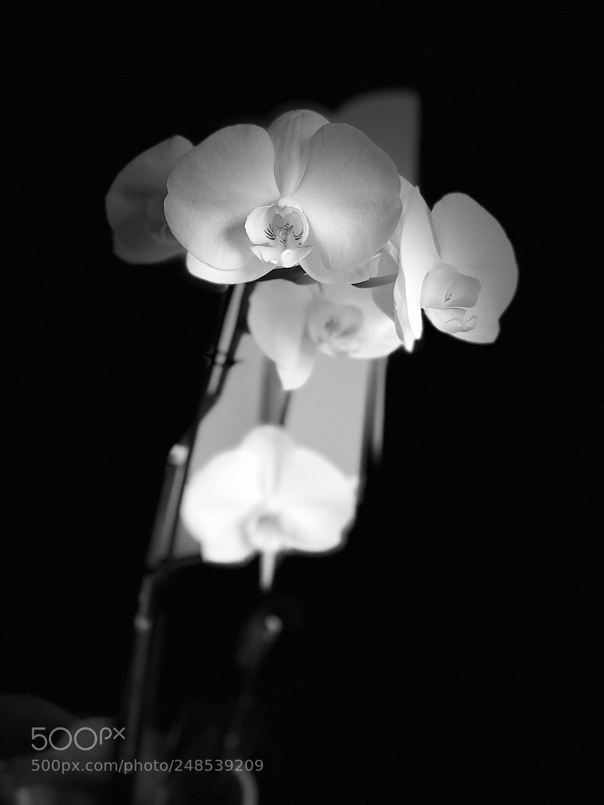 Apple iPhone X sample photo. Untitled photography