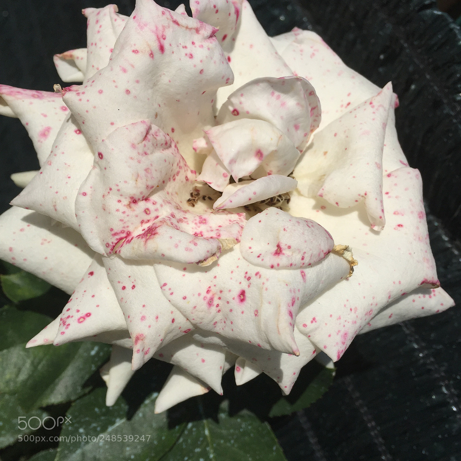 Apple iPhone 6 sample photo. Untitled photography