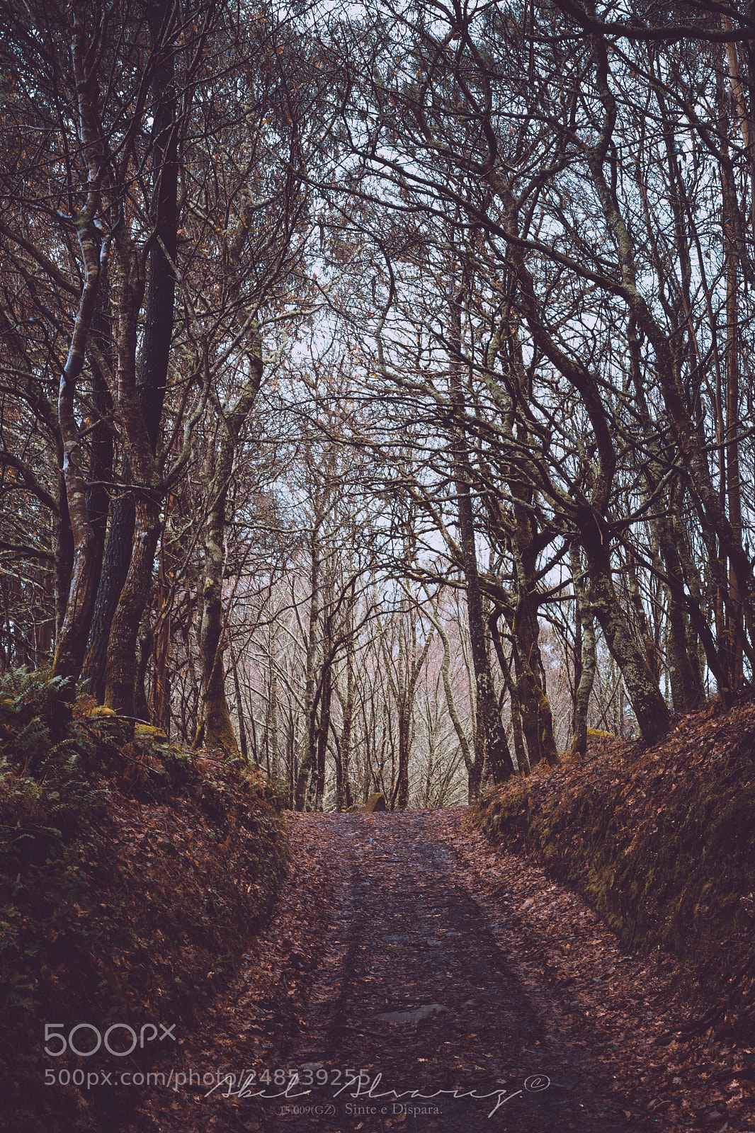 Nikon D7100 sample photo. Way to the forest photography