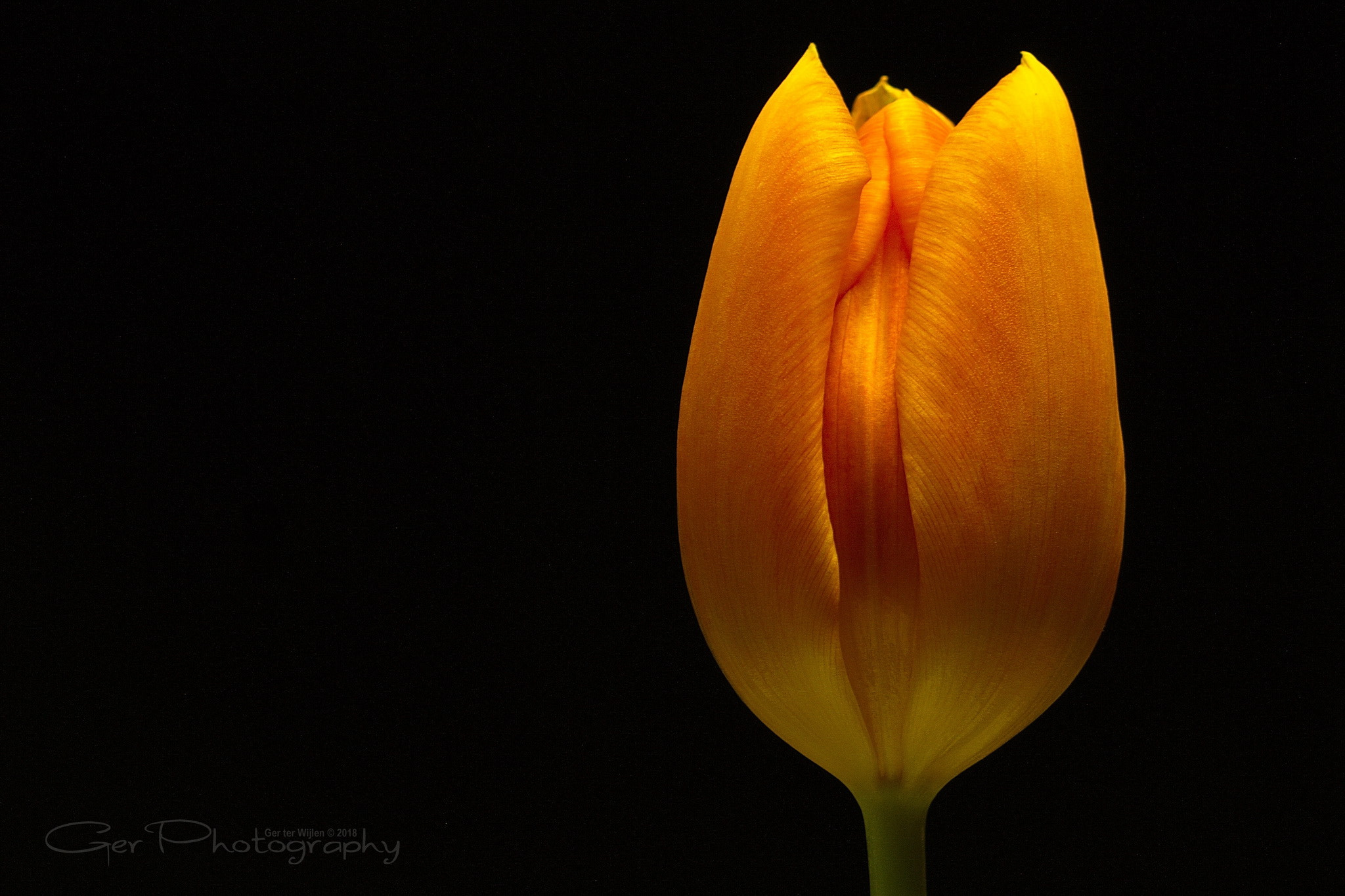 Canon EF-S 55-250mm F4-5.6 IS II sample photo. Tulip photography