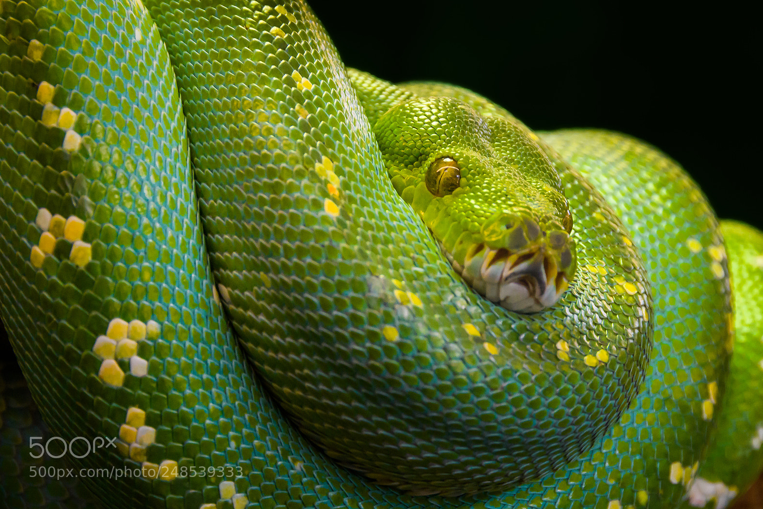 Nikon D500 sample photo. Green tree python photography