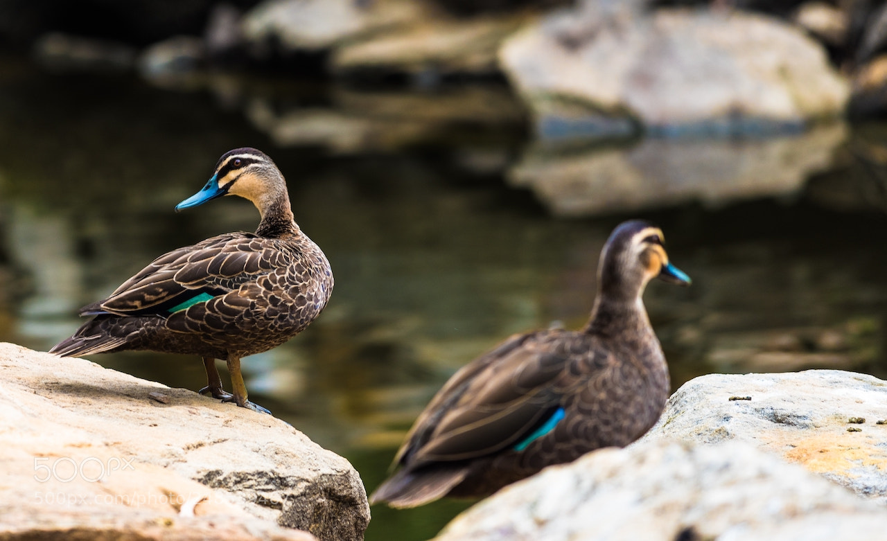 Nikon D810 sample photo. Pacific ducks photography