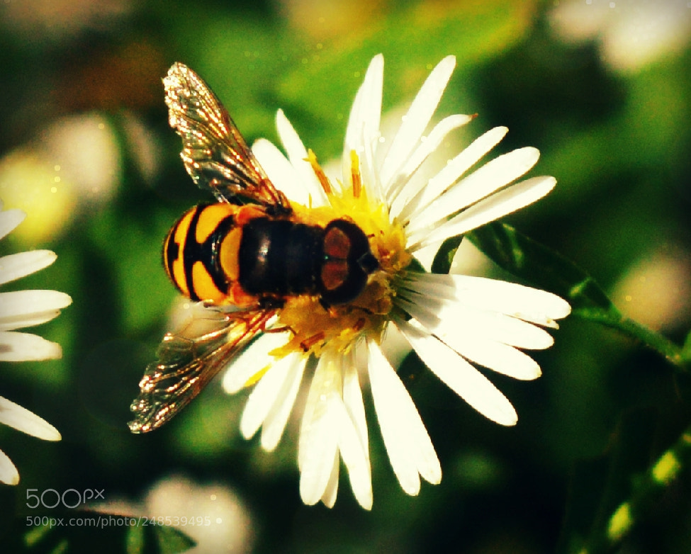 Nikon D3200 sample photo. Hoverlicious photography
