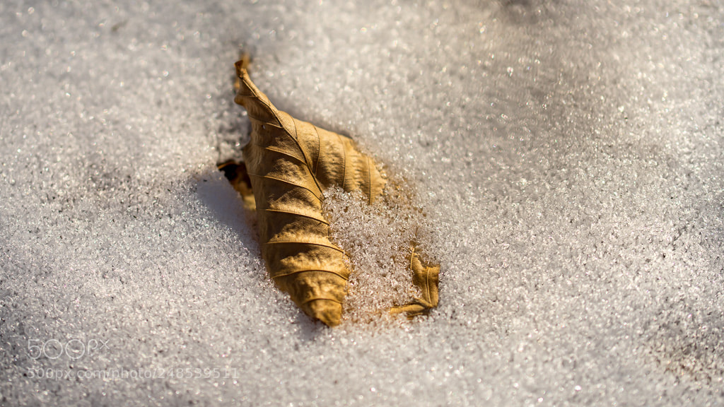 Sony a7 II sample photo. Starleaf photography