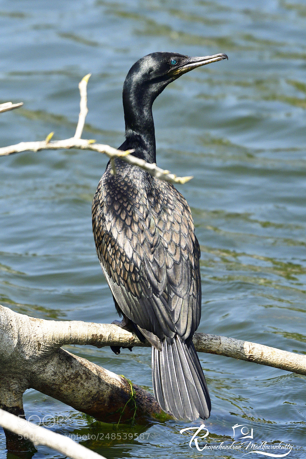 Nikon D500 sample photo. Little cormorant photography