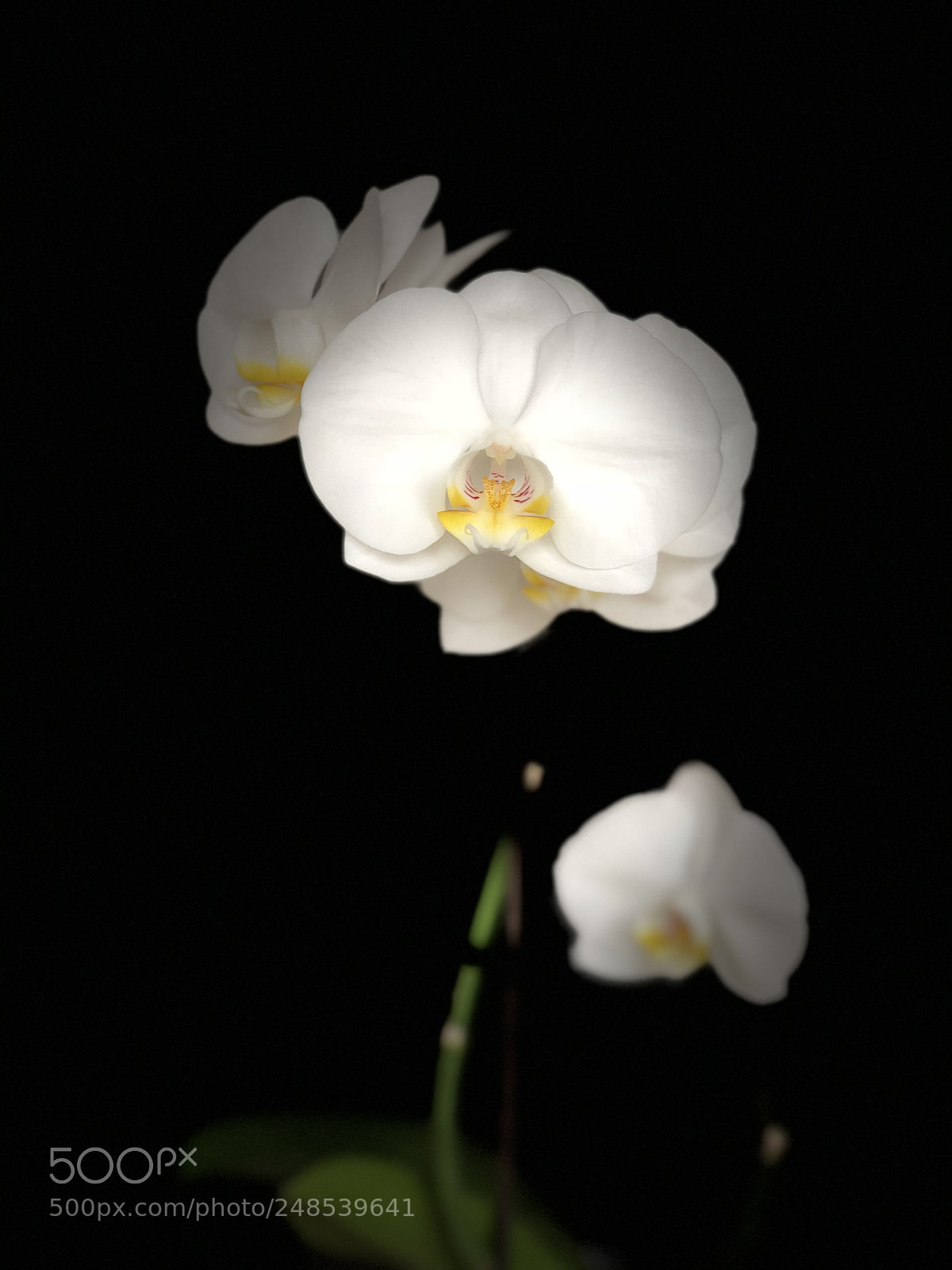 Apple iPhone X sample photo. Untitled photography