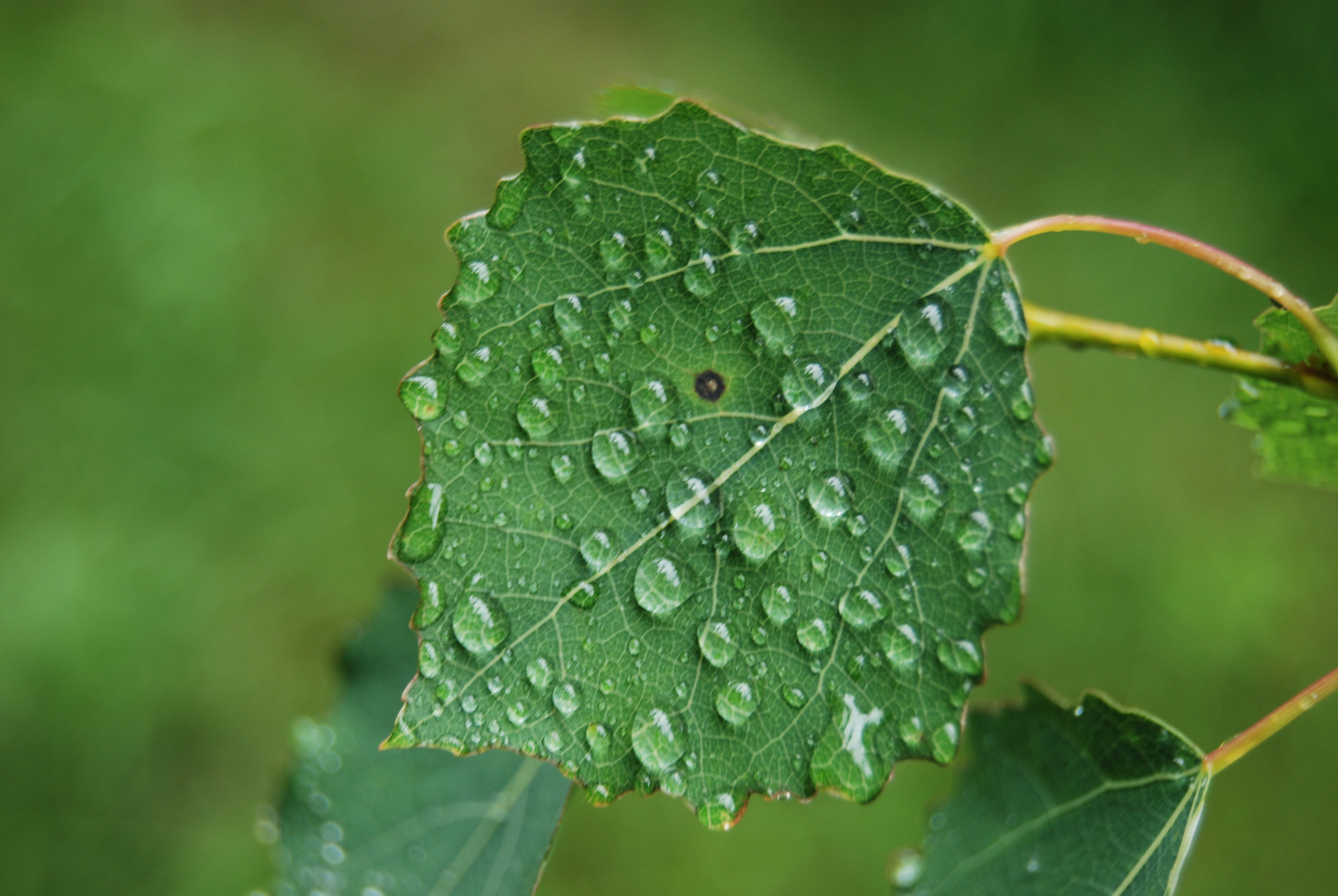 Nikon D80 sample photo. Waterdrops photography