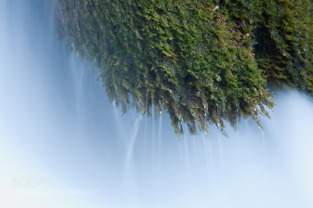 Pentax K-7 sample photo. Moss photography