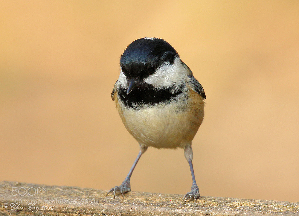 Canon EOS 7D Mark II sample photo. Coal tit photography