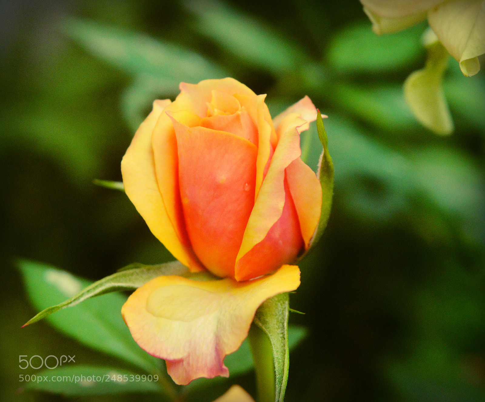 Nikon D3200 sample photo. Tantilize photography