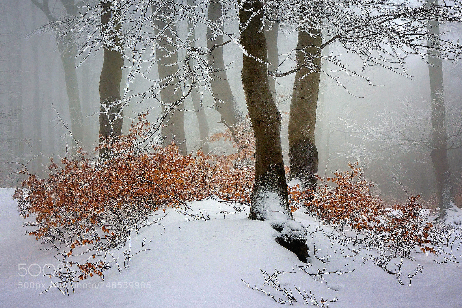 Canon EOS 50D sample photo. ...winter in the forest photography