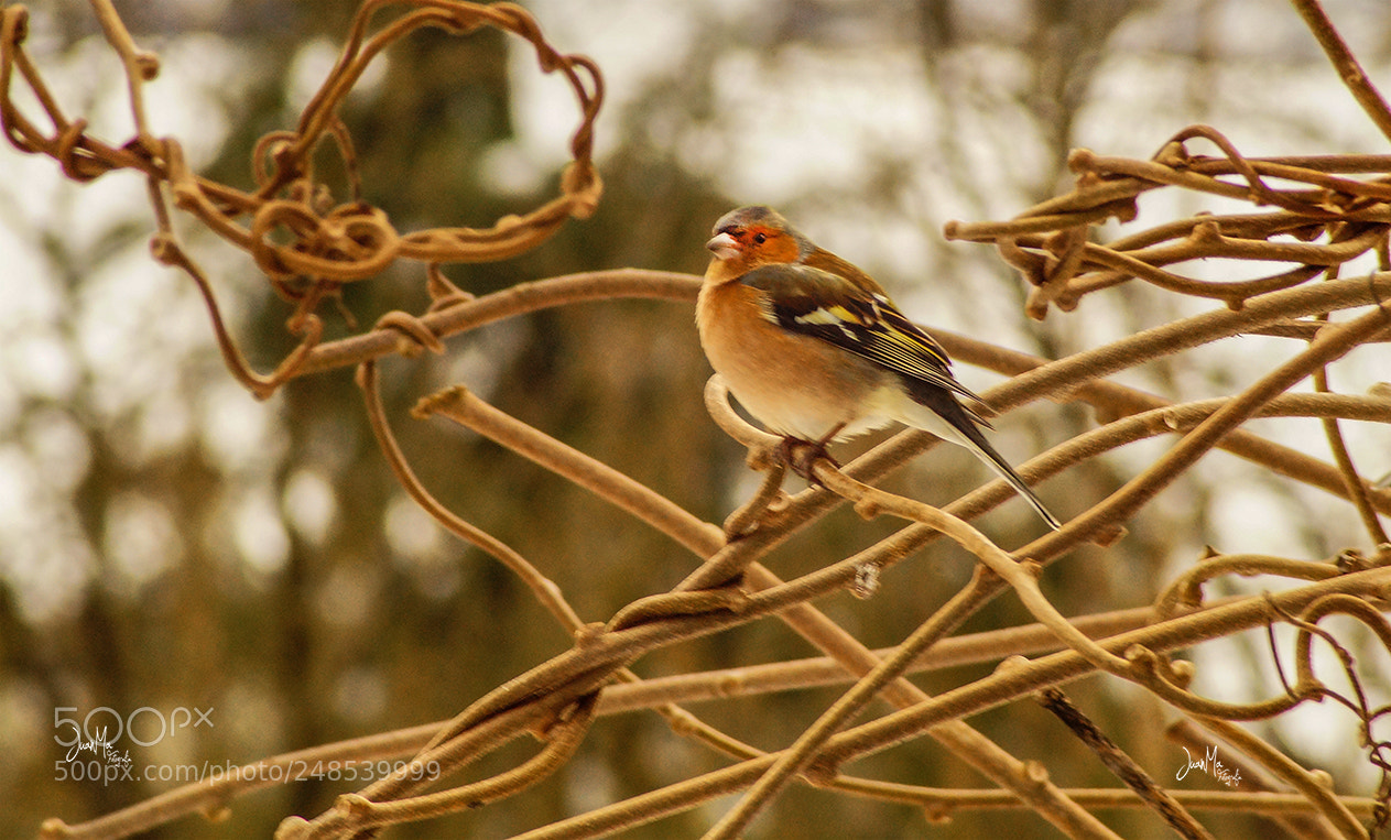 Sony SLT-A58 sample photo. Hembra de pinz n photography