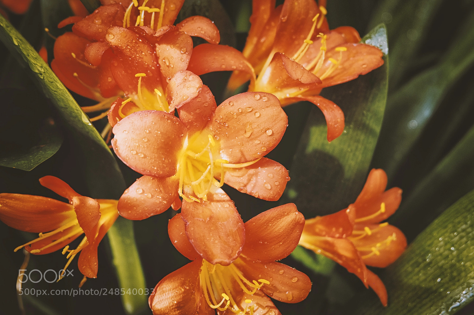 Fujifilm X-T10 sample photo. Orchidaceae photography