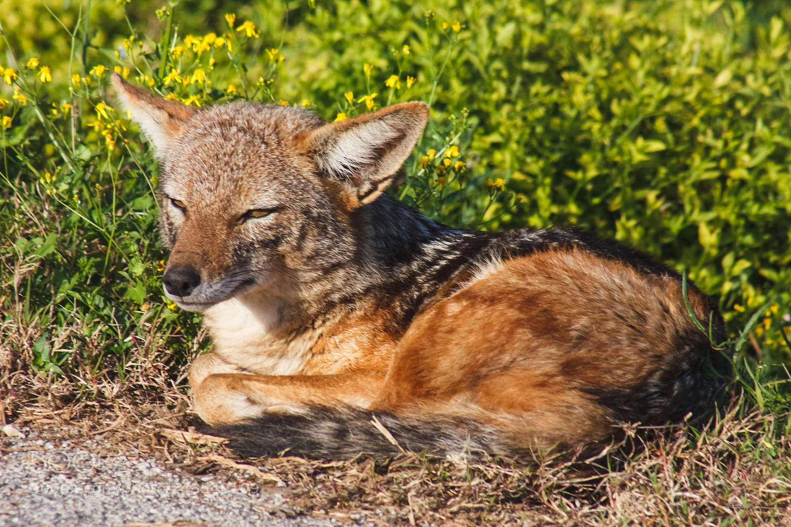 Canon EOS 550D (EOS Rebel T2i / EOS Kiss X4) sample photo. Jackal chilling in the photography