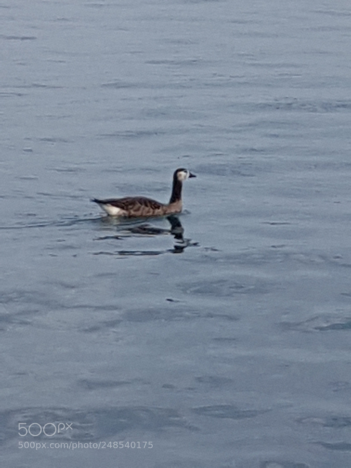 Samsung Galaxy S7 sample photo. Goose photography