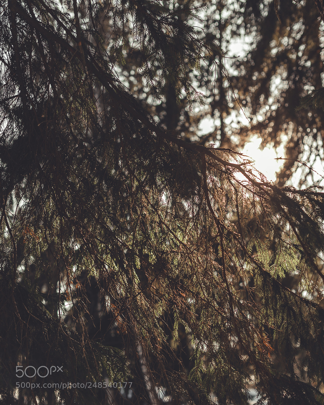 Nikon D700 sample photo. Forest photography