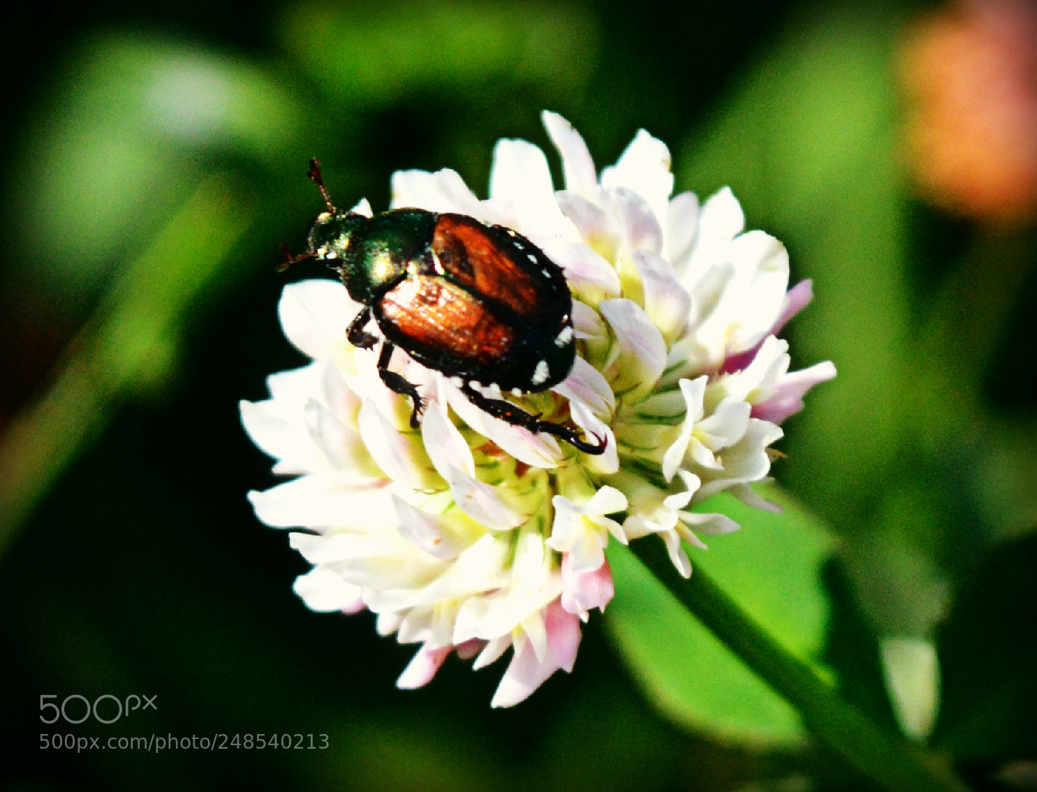 Nikon D3200 sample photo. Delicious photography