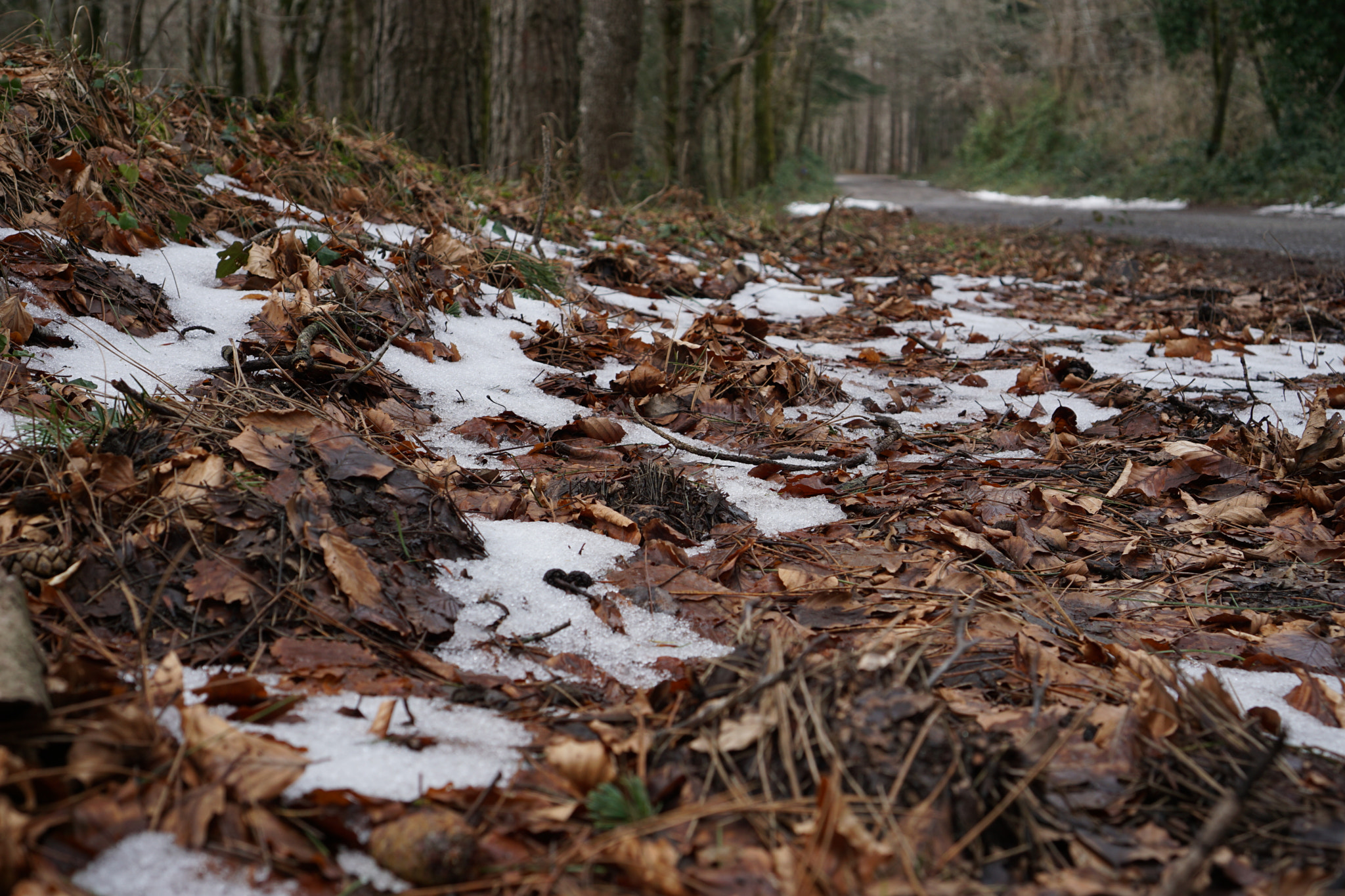 Sony a6000 + Sony E 35mm F1.8 OSS sample photo. Leaves on the snow photography