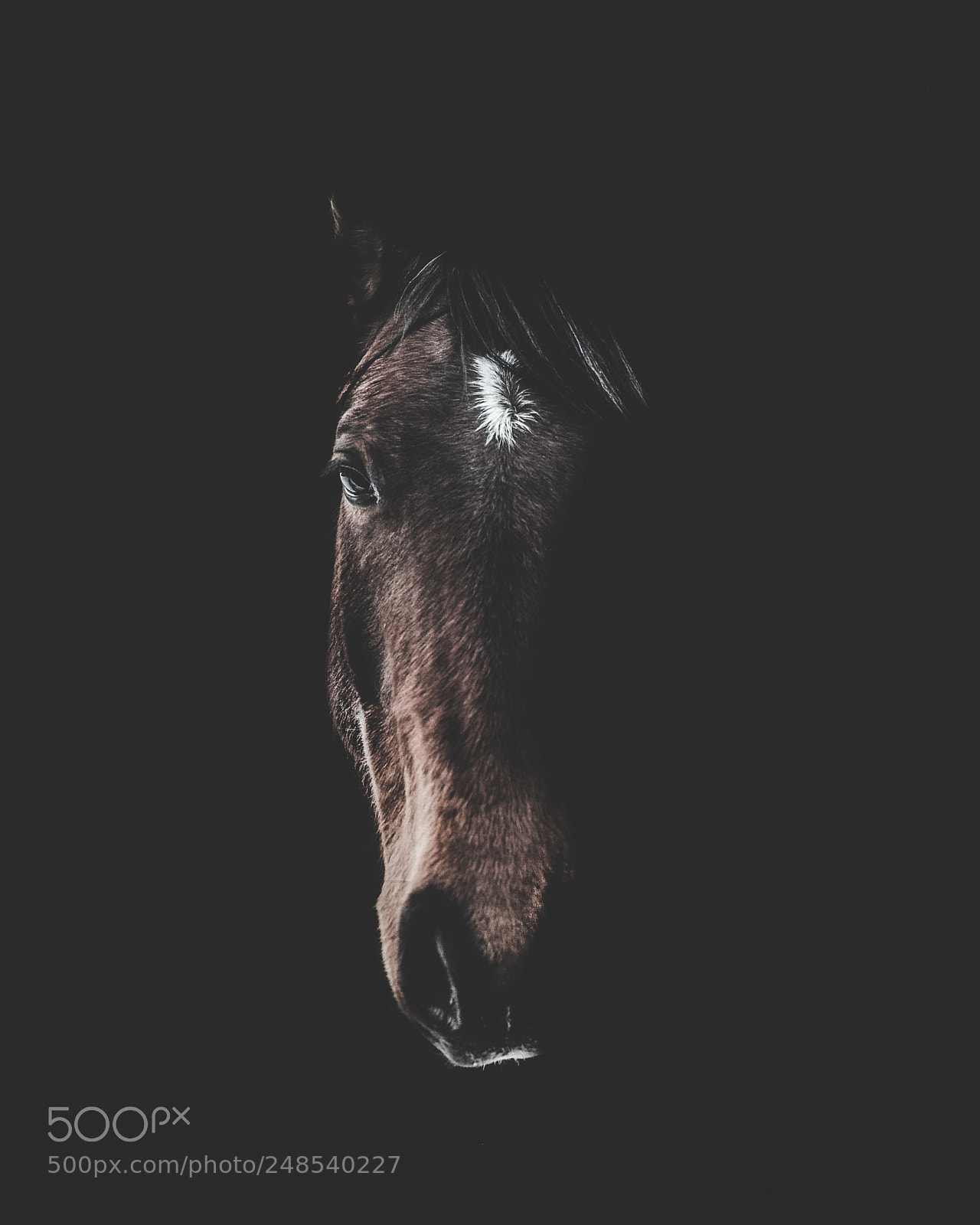 Sony a7R II sample photo. Untitled photography