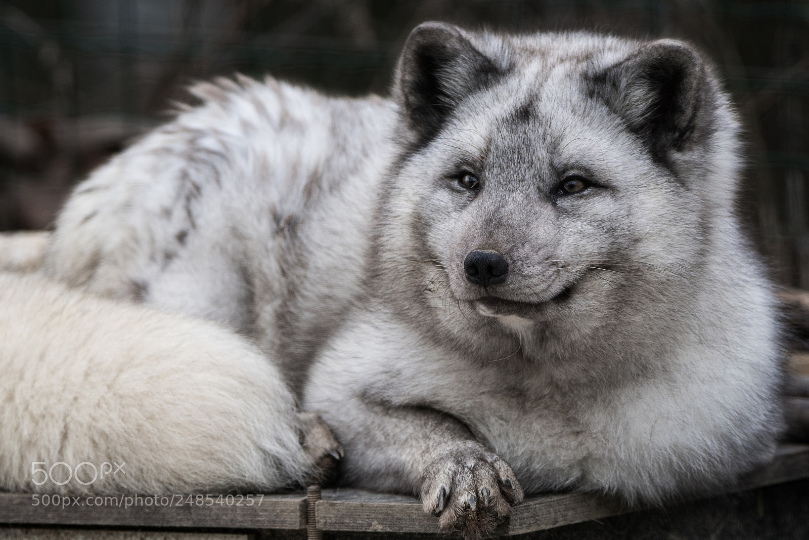 Sony ILCA-77M2 sample photo. Arctic fox photography