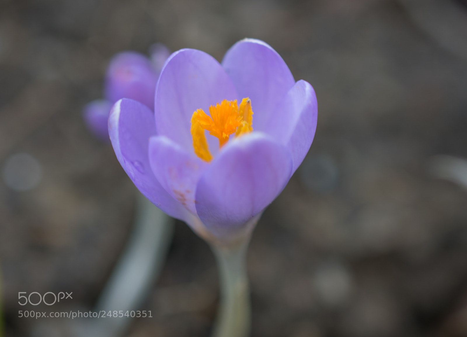 Nikon D5300 sample photo. Krokus photography