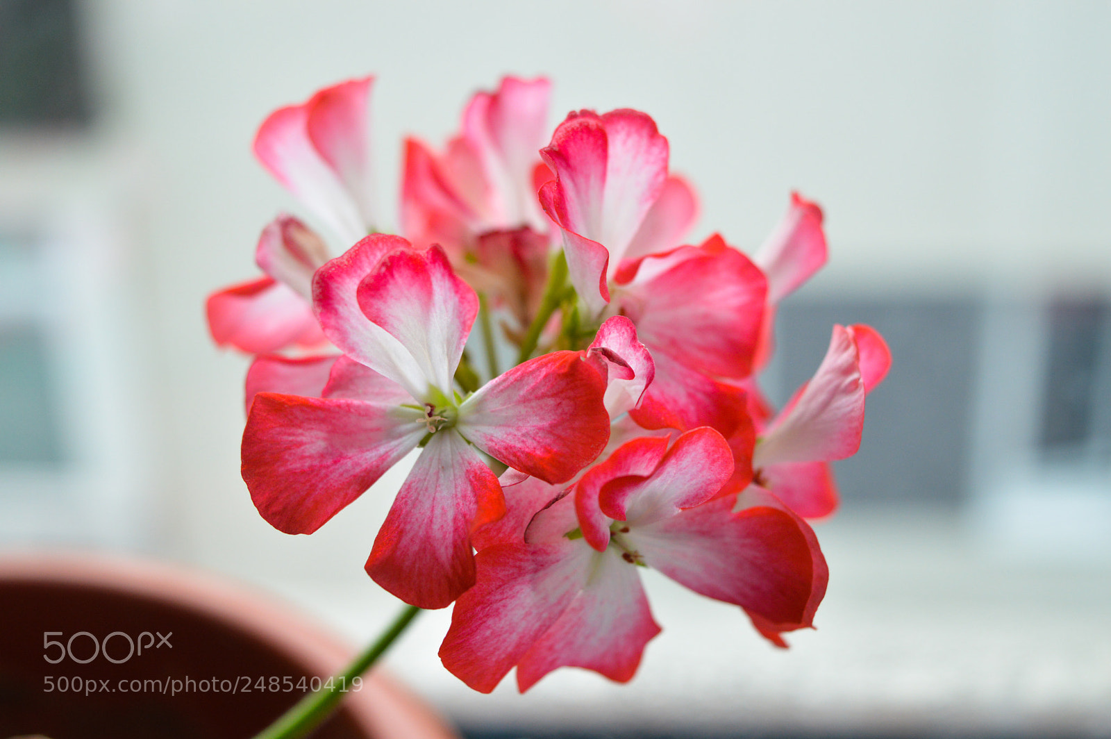 Nikon D3200 sample photo. Small geranium boquet photography