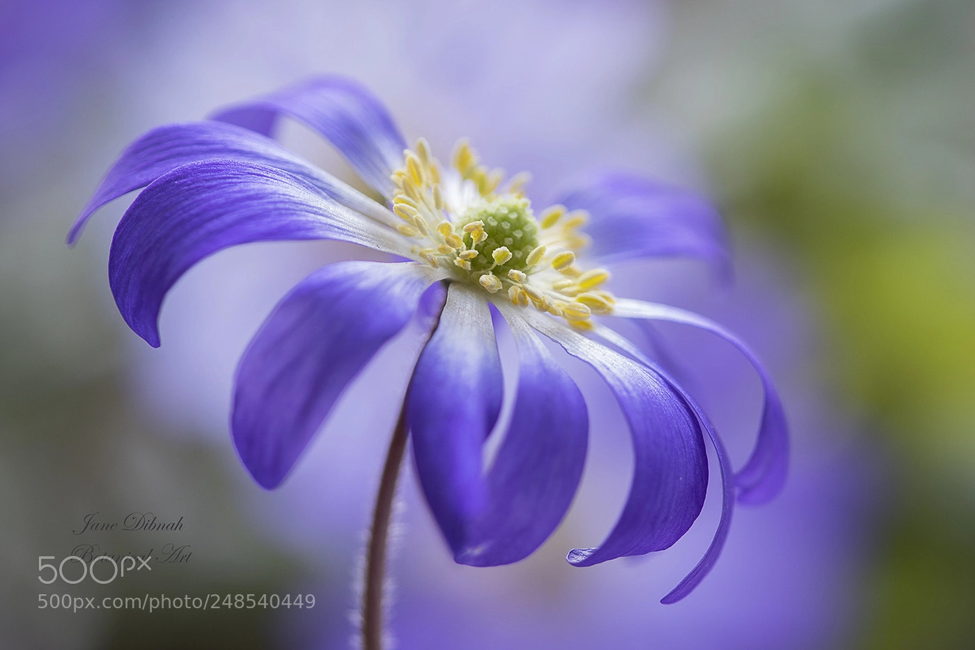 Canon EOS 7D Mark II sample photo. Anemone blanda photography