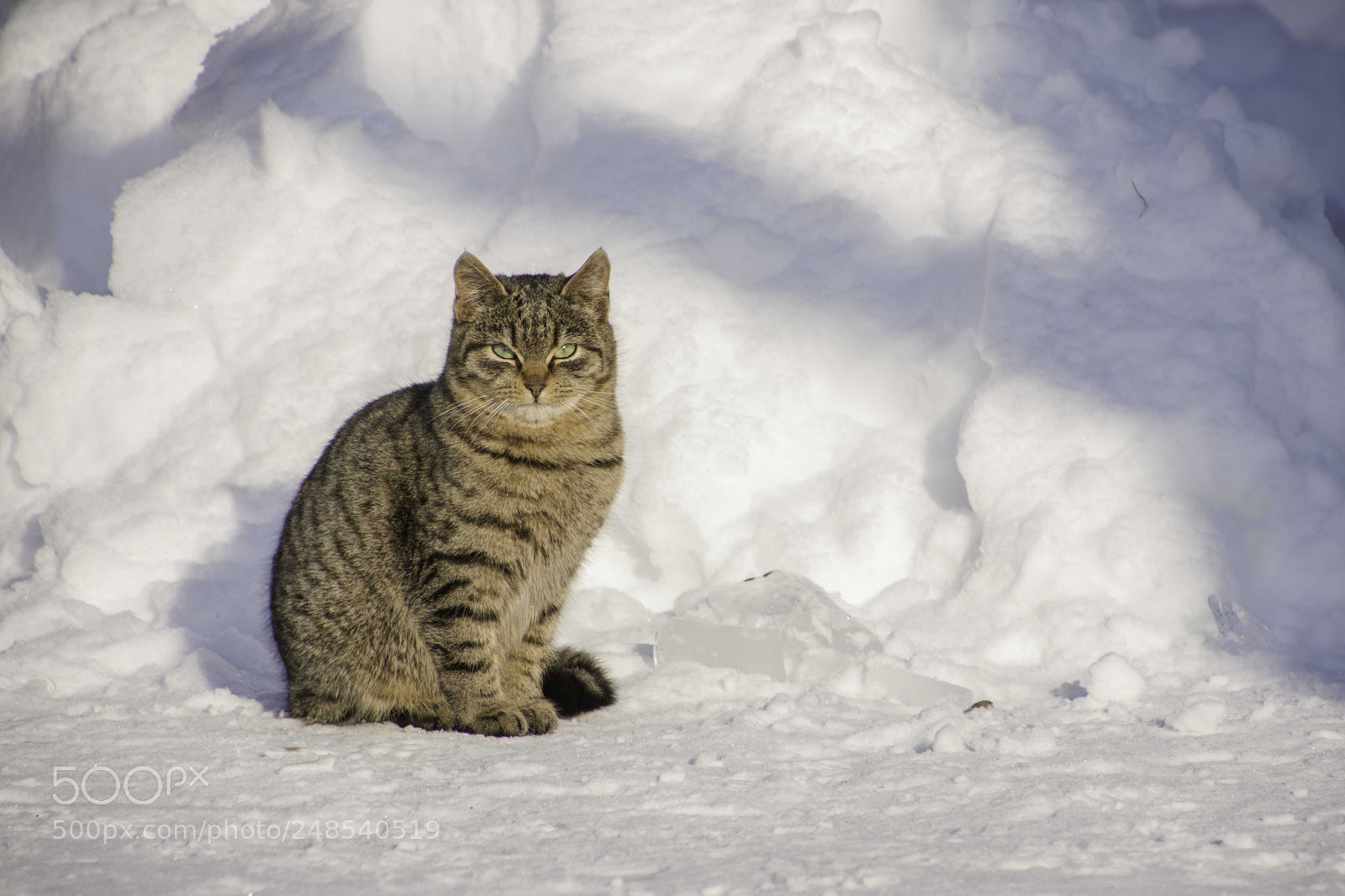 Nikon D7200 sample photo. Kitty. photography