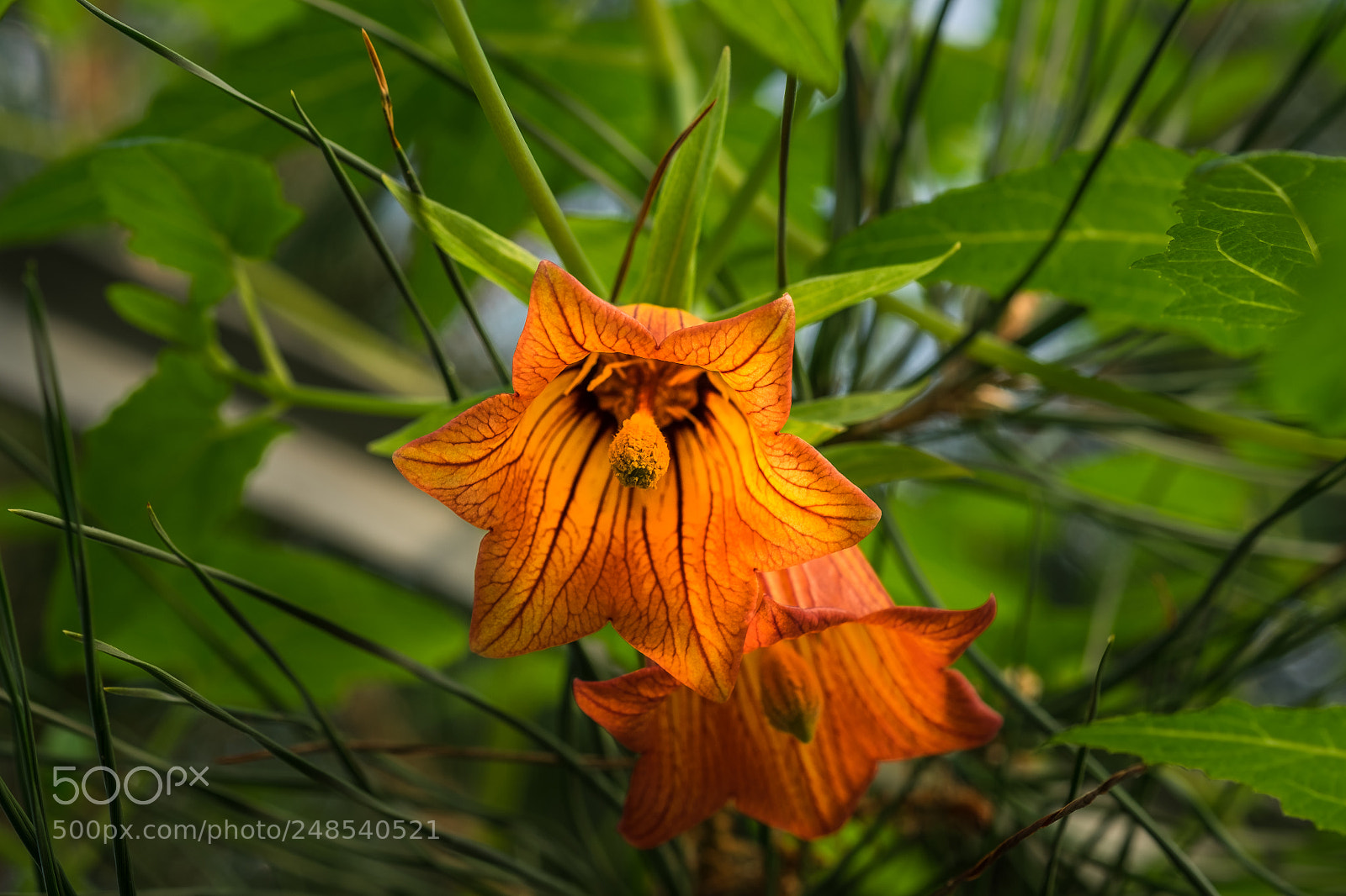 Fujifilm X-T1 sample photo. Kanaren glockenblume (canarina canariensis) photography