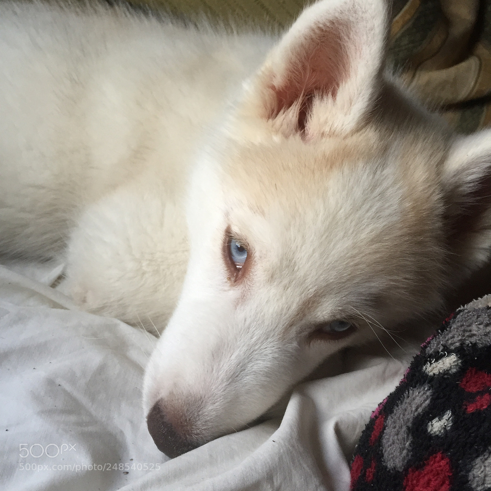 Apple iPhone 6 sample photo. Baby husky photography