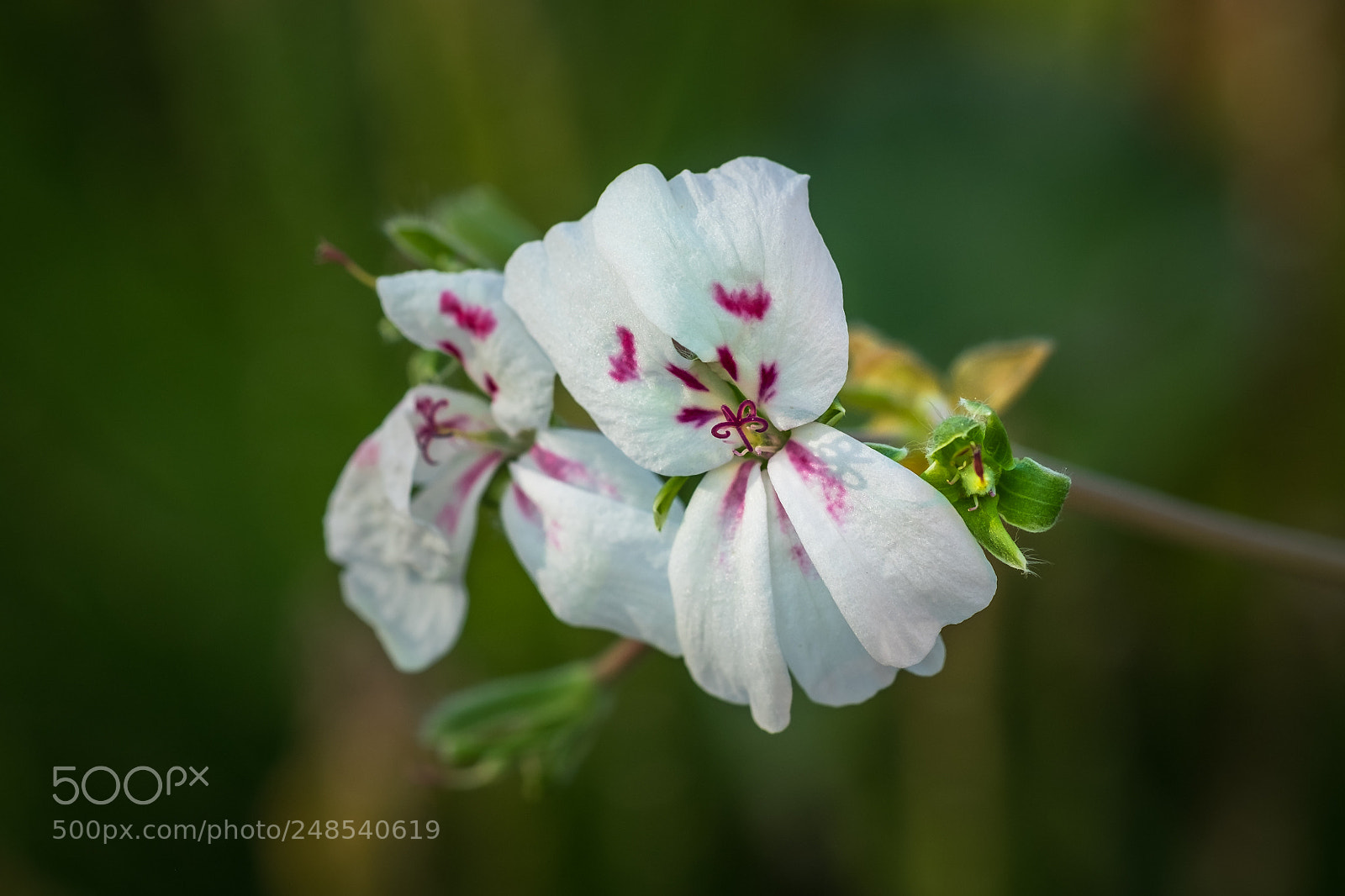 Fujifilm X-T1 sample photo. Pelargonium echinatum photography
