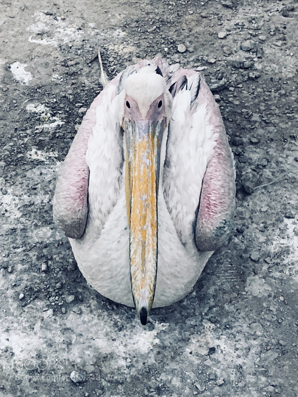 Apple iPhone 8 sample photo. White pelican2 photography