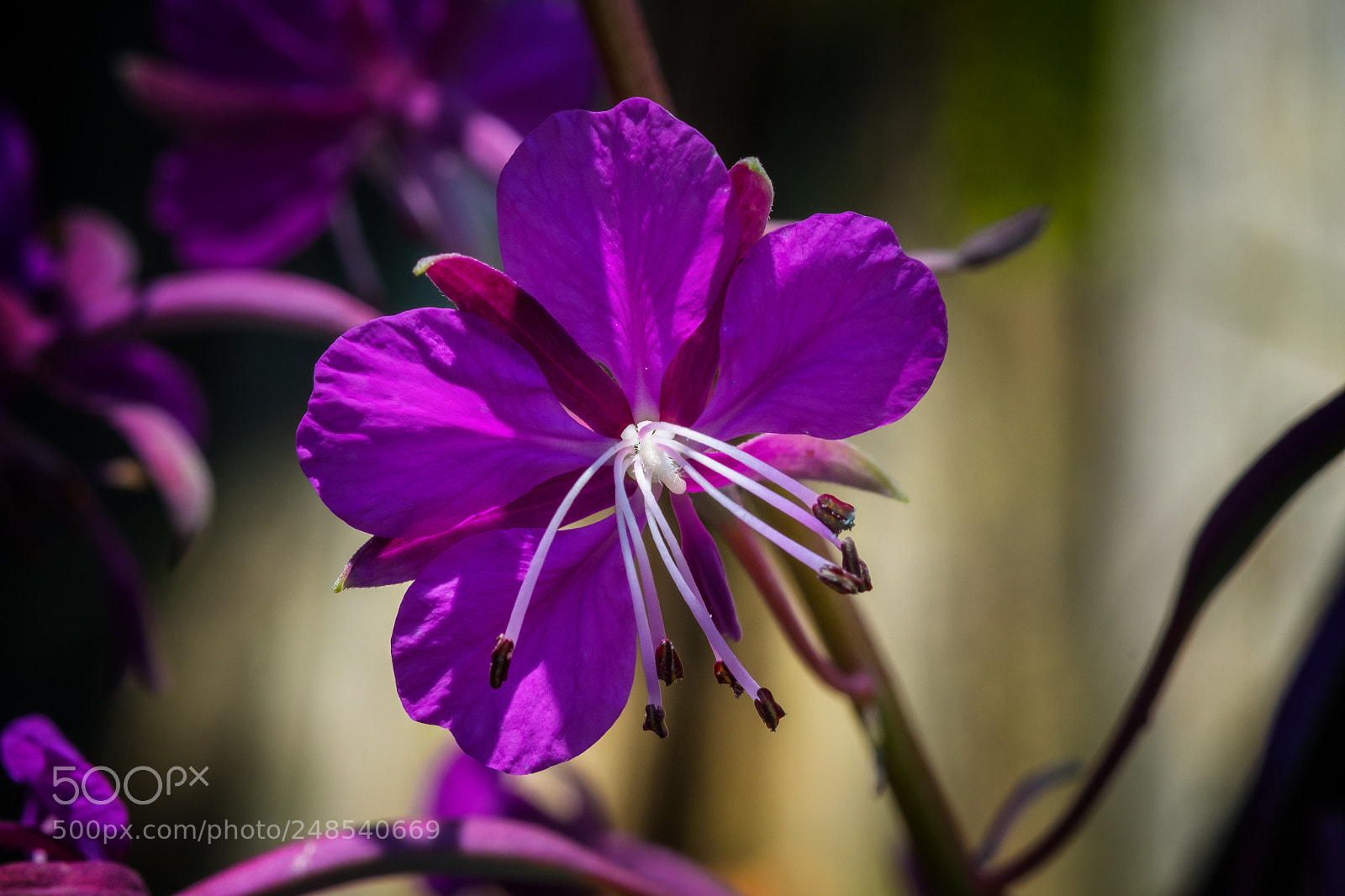 Fujifilm X-T1 sample photo. Schmalbl ttriges weidenr schen photography
