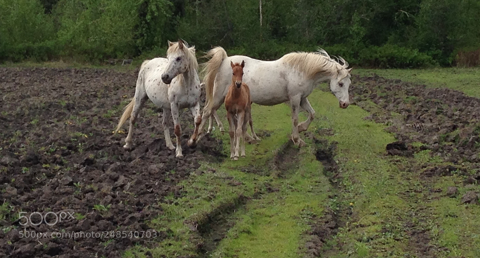 Apple iPhone 5 sample photo. New foal photography