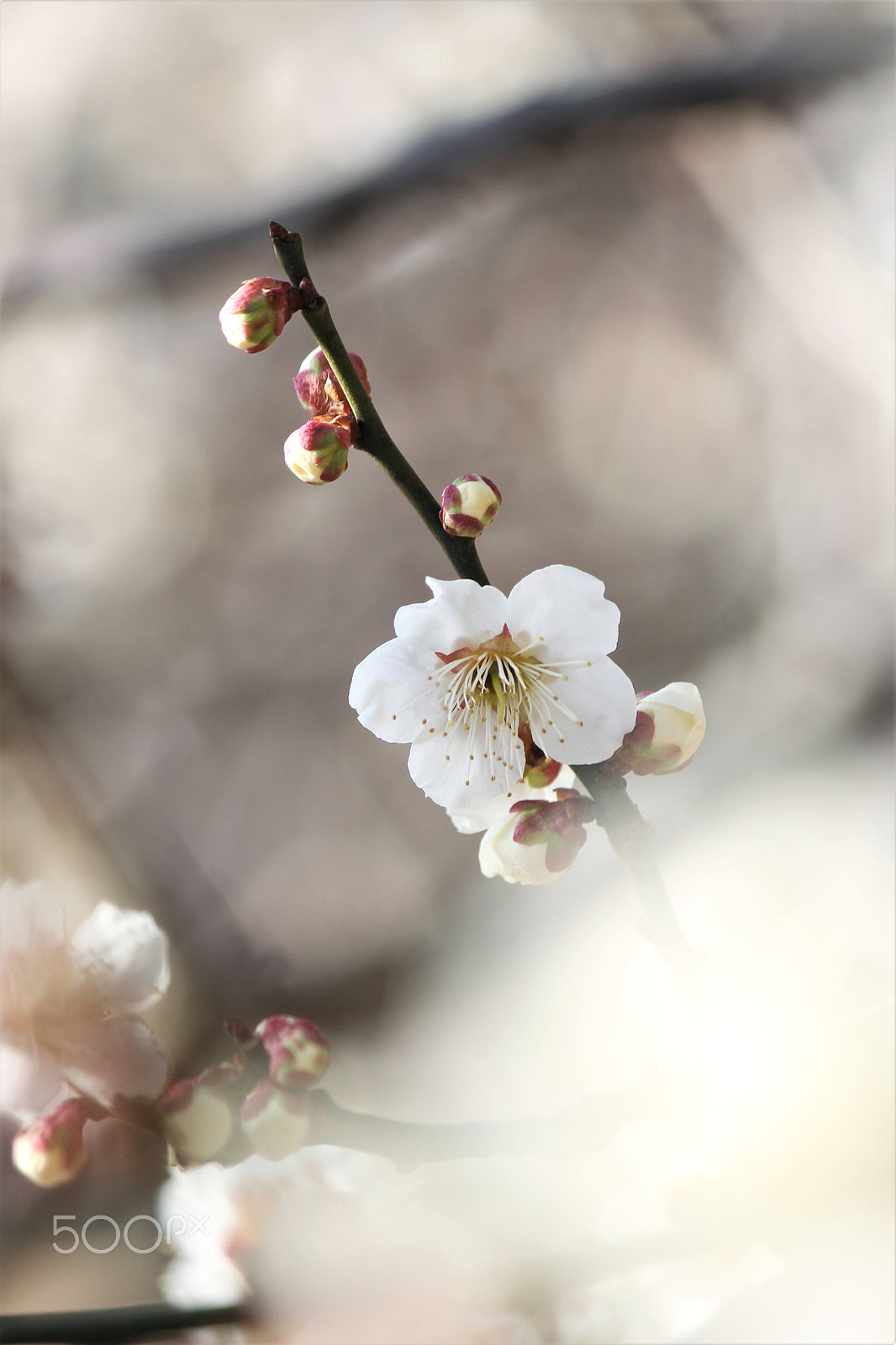Canon EF-S 55-250mm F4-5.6 IS II sample photo. Early spring photography