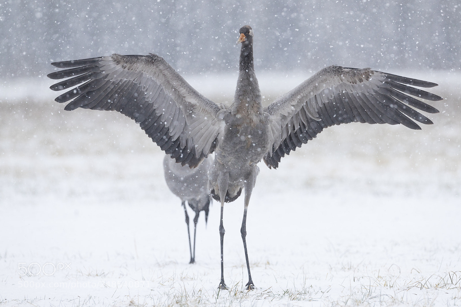 Canon EOS-1D X Mark II sample photo. Crane bird in snowstorm photography