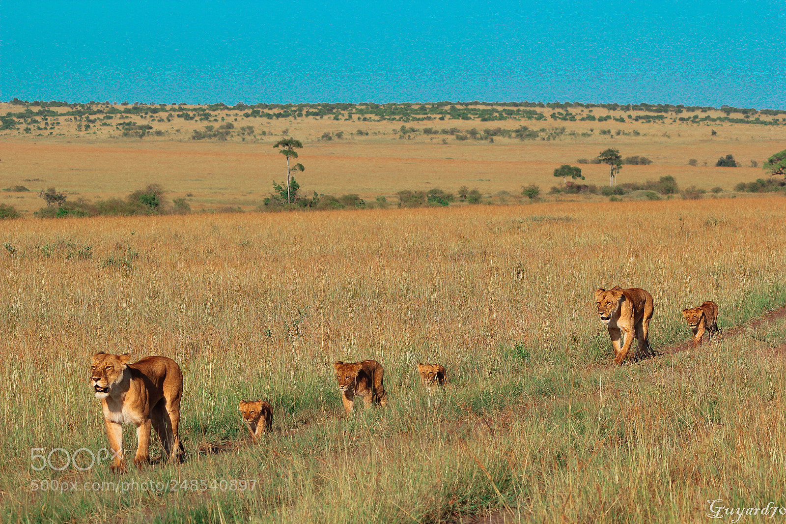 Canon EOS 550D (EOS Rebel T2i / EOS Kiss X4) sample photo. Baby lion photography