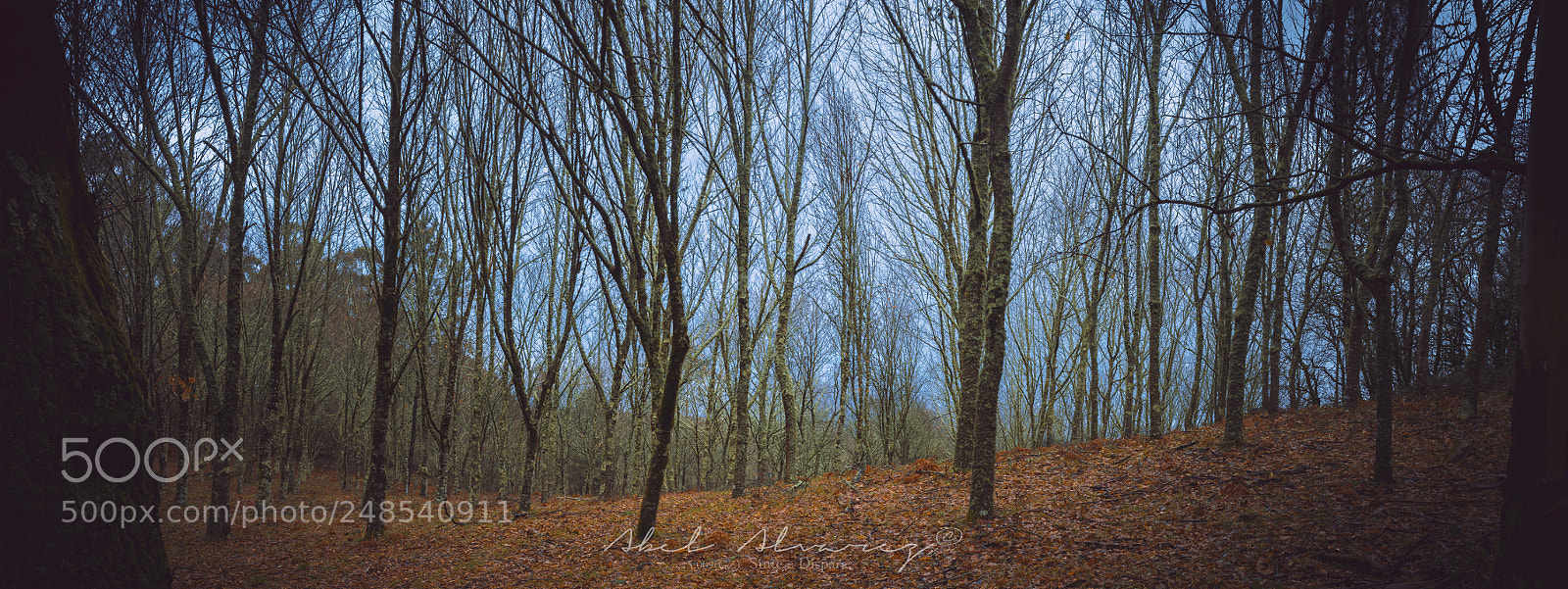 Nikon D7100 sample photo. Autumn forest photography
