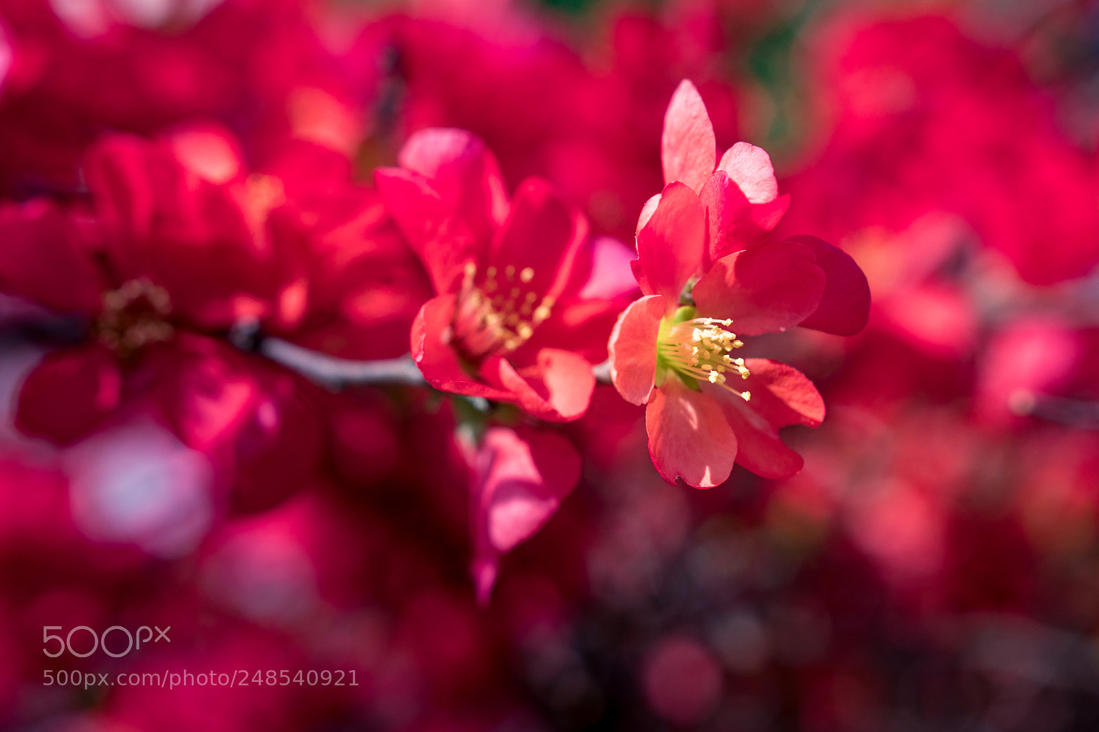 Sony a6300 sample photo. Spring photography