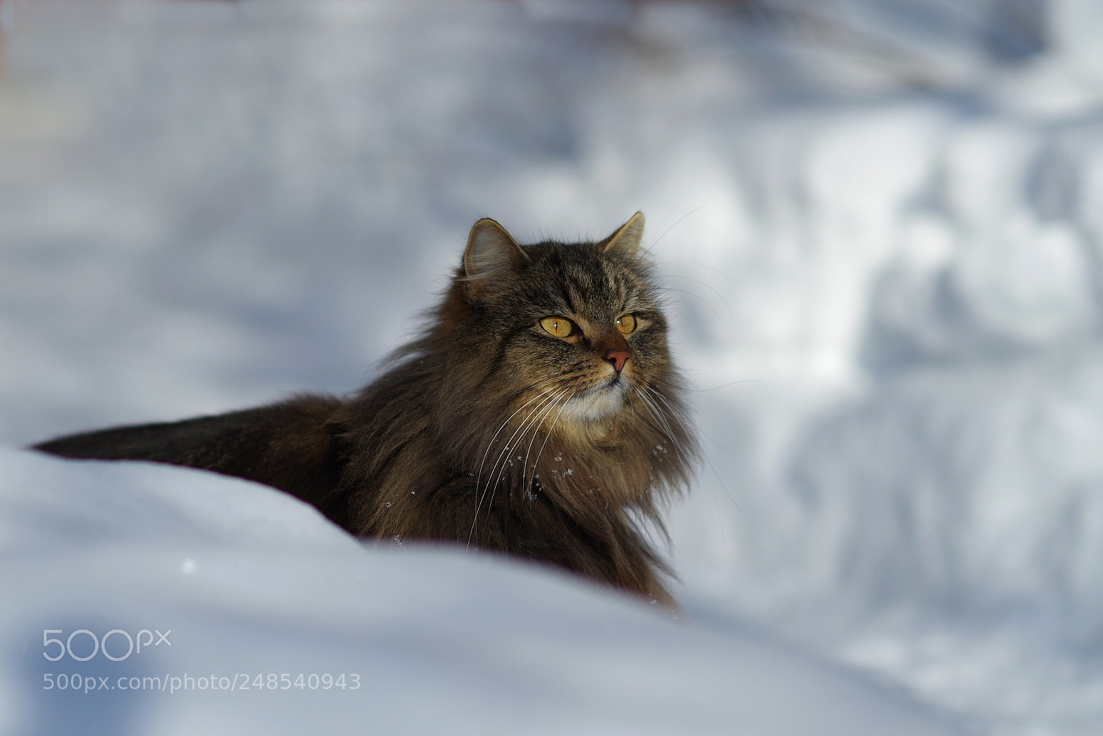 Pentax K-1 sample photo. Sniffing photography