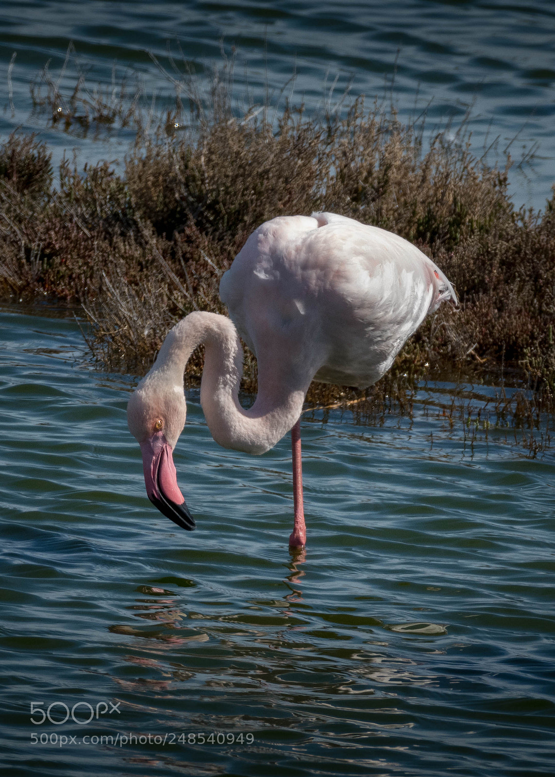 Nikon D500 sample photo. Flamingos photography