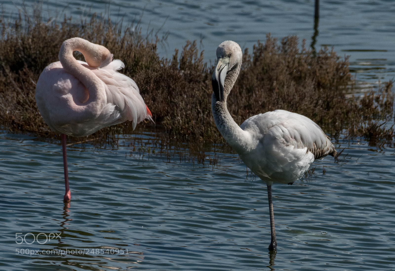 Nikon D500 sample photo. Flamingos photography