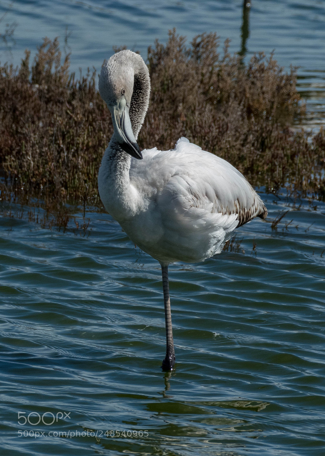 Nikon D500 sample photo. Flamingos photography