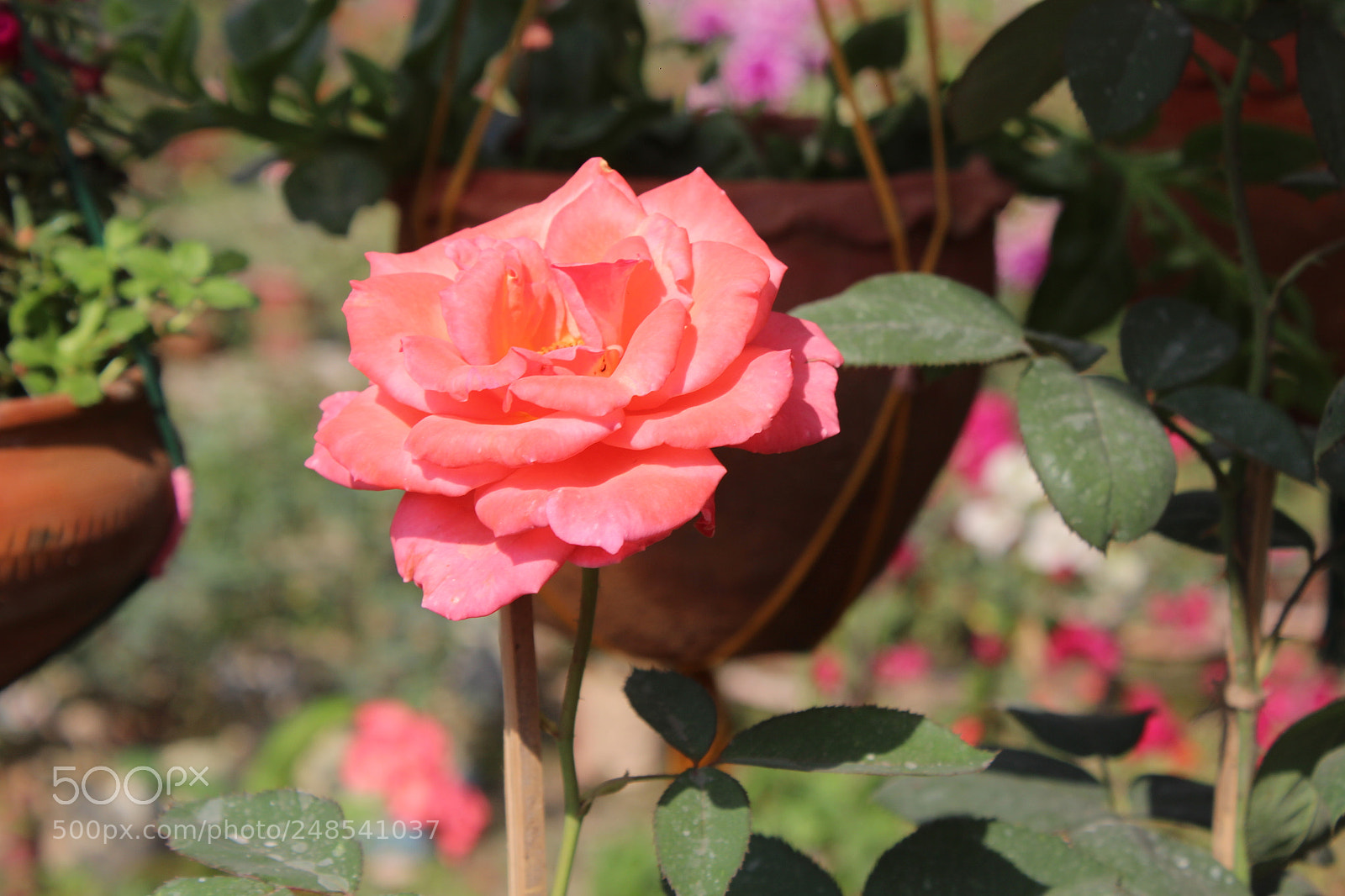 Canon EOS 700D (EOS Rebel T5i / EOS Kiss X7i) sample photo. Untitled photography