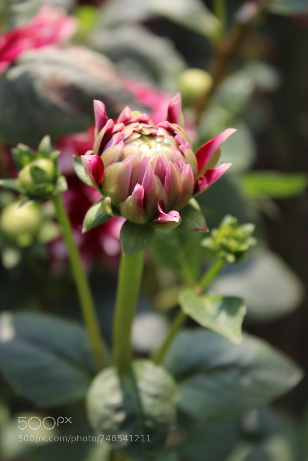 Canon EOS 700D (EOS Rebel T5i / EOS Kiss X7i) sample photo. Untitled photography