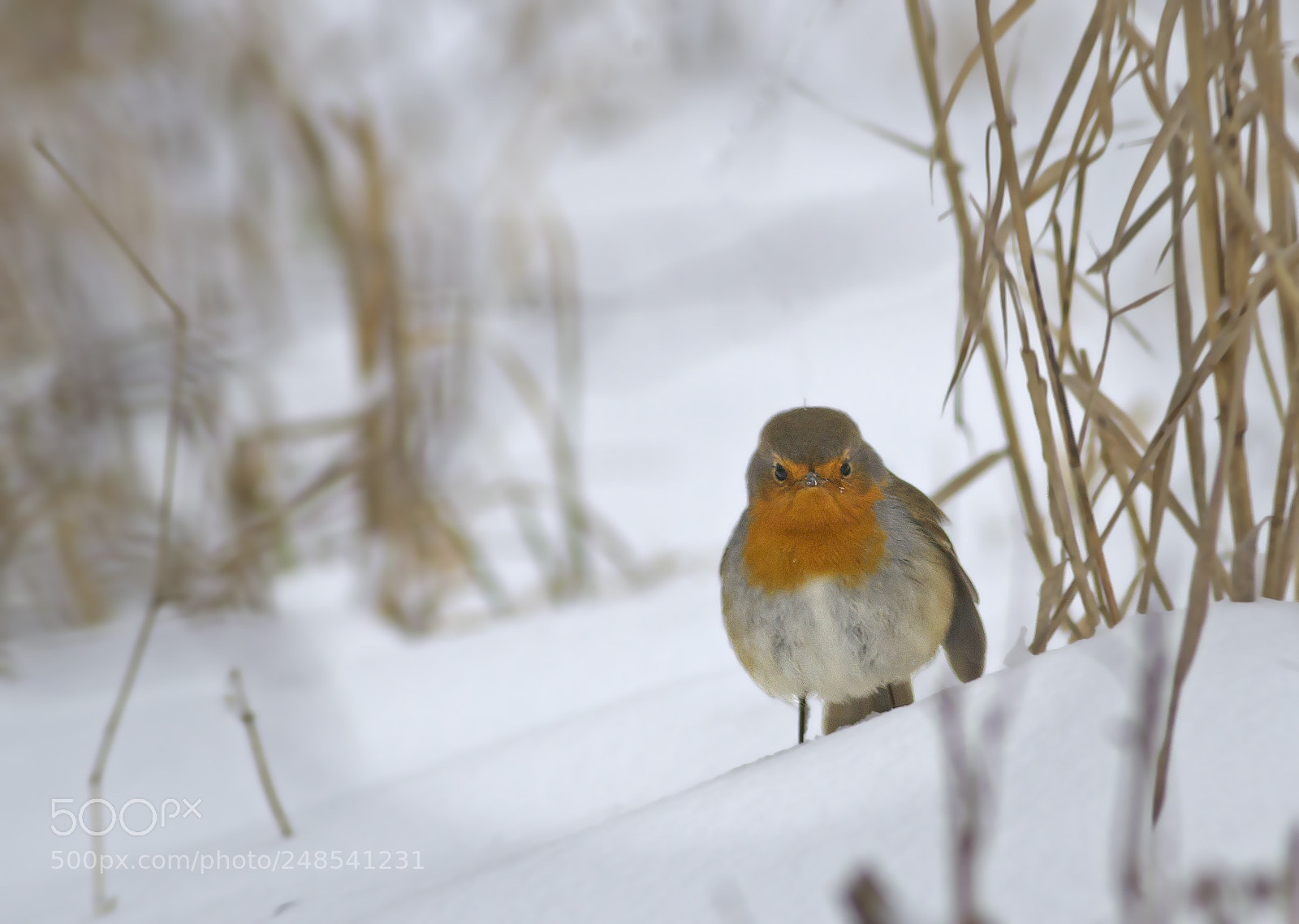 Canon EOS 7D sample photo. Robin photography